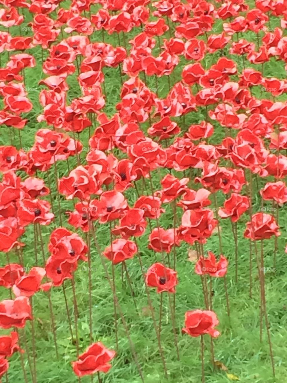 Poppies 