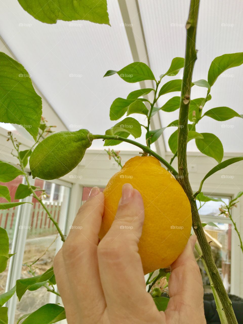 Woman hand picking a lemon from tree branch