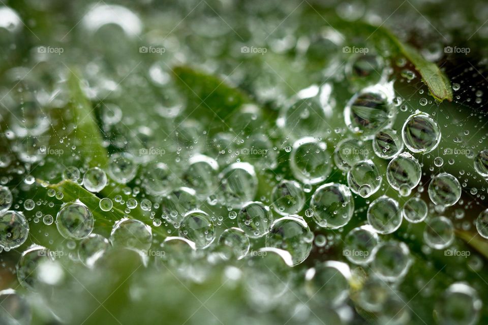 Round dew drops suspended from a spiderweb