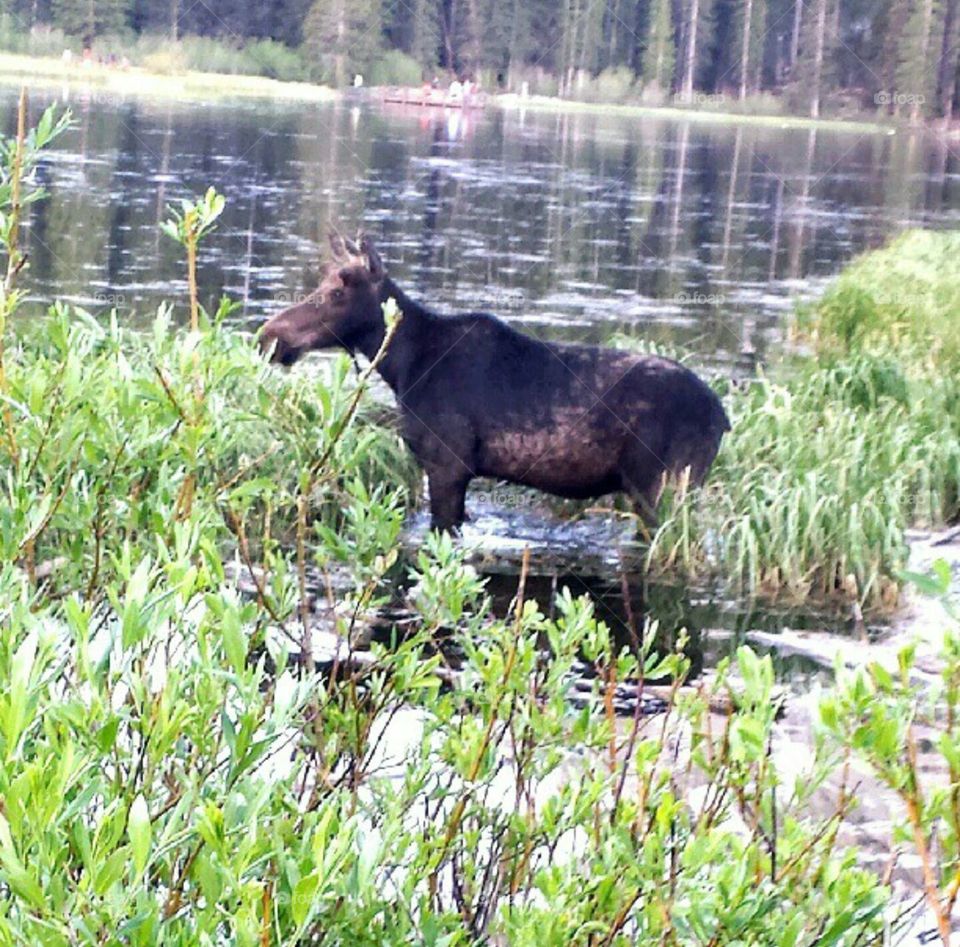 Mammal, No Person, Grass, Water, Outdoors