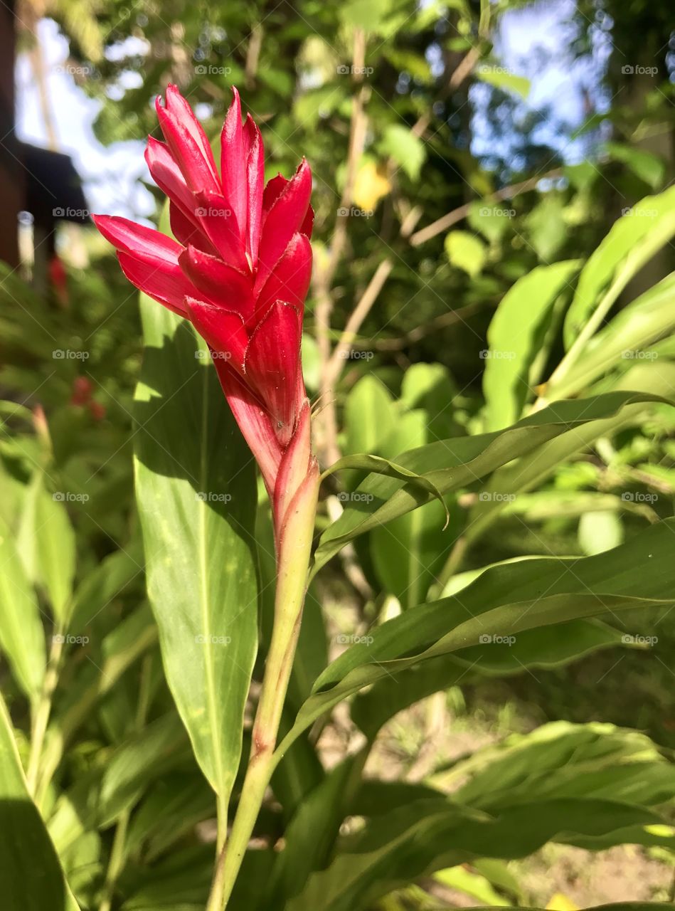 a red flower bud opening