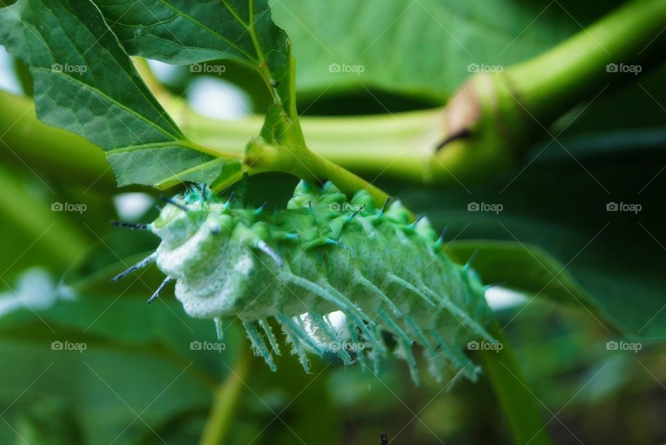 Close-up of a caterpillar