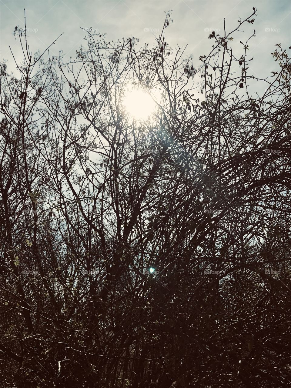 Sun hidden by the trees