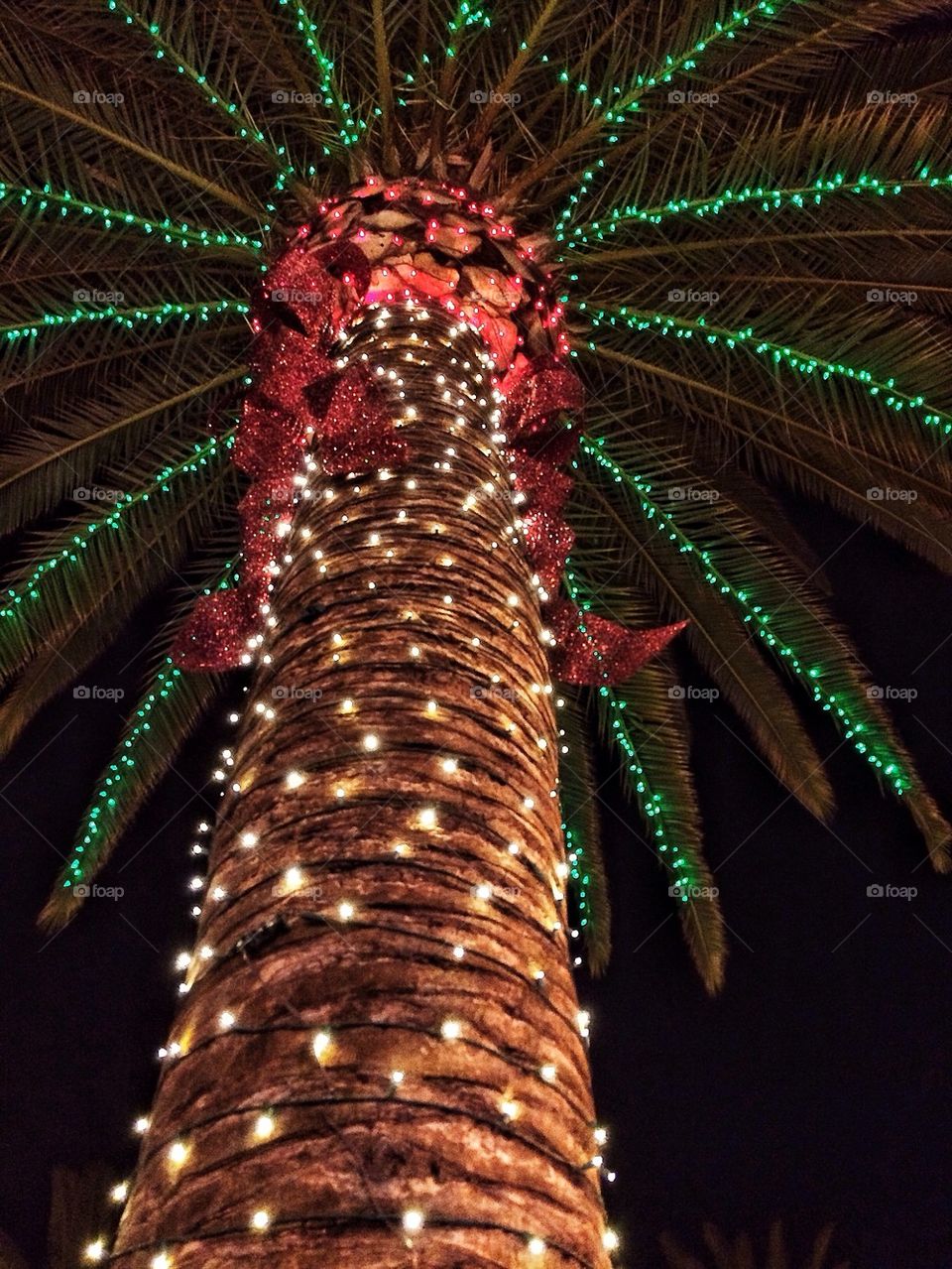 Christmas Palmtree