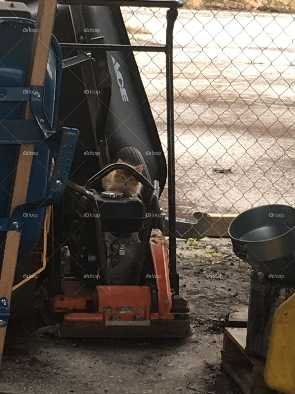 Stray kittens in the yard 