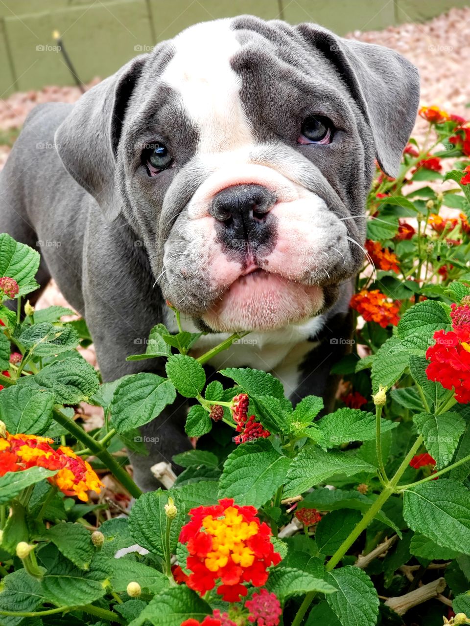 Just smelling flowers