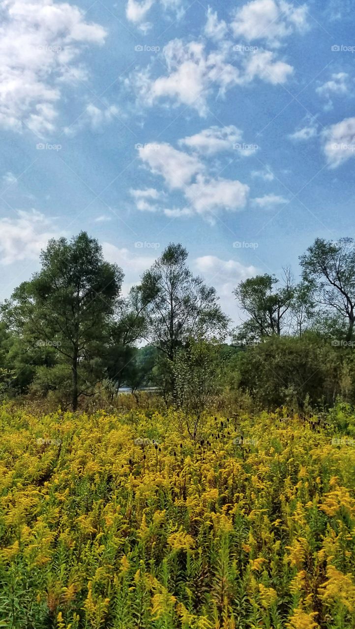Field of goldenrod near Brookville lake in Indiana.