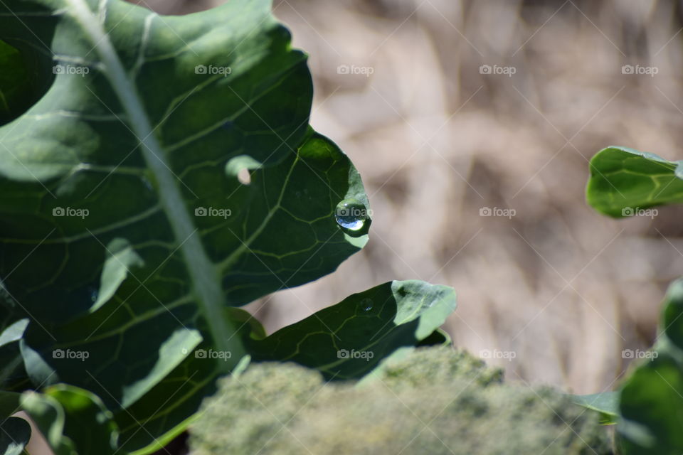 Water drop on leaf