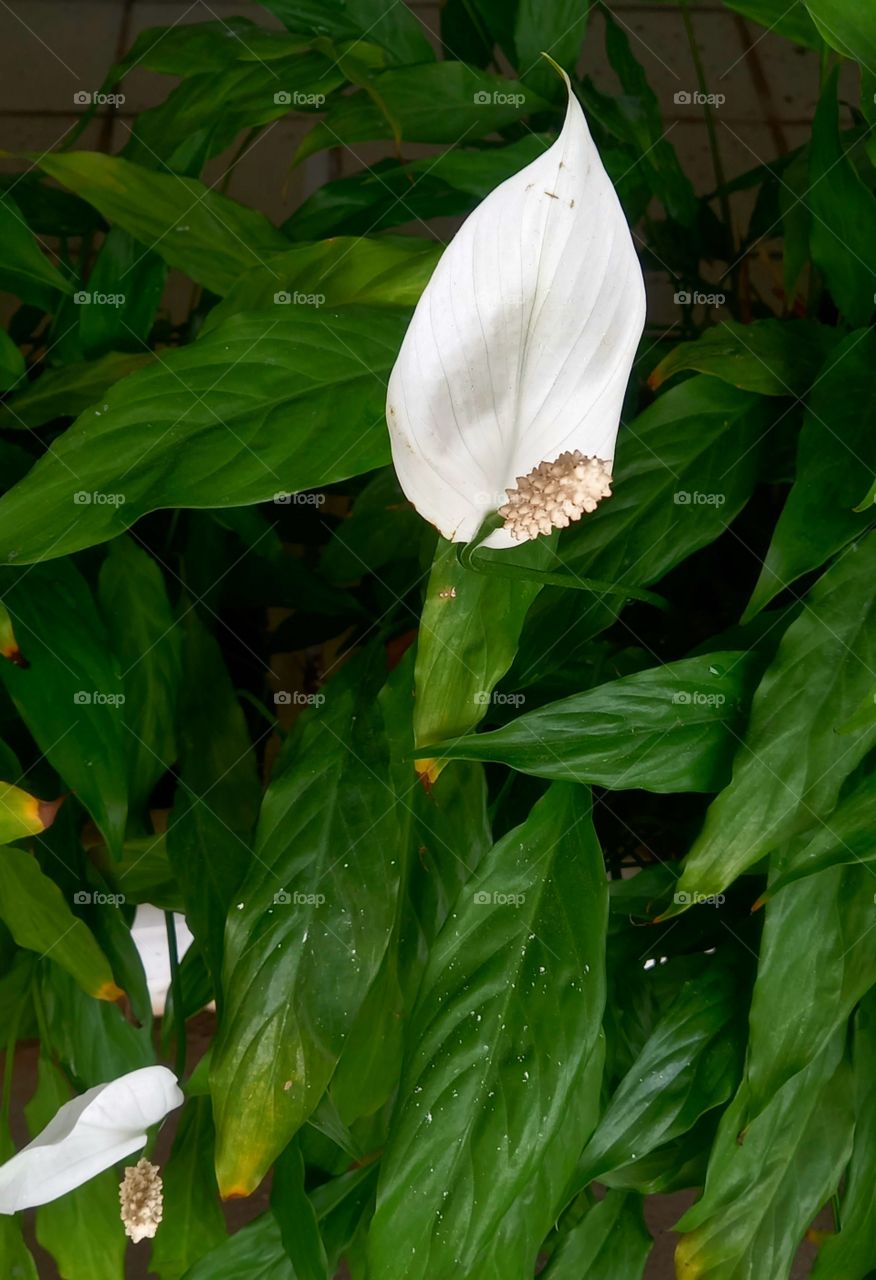 Flor branca