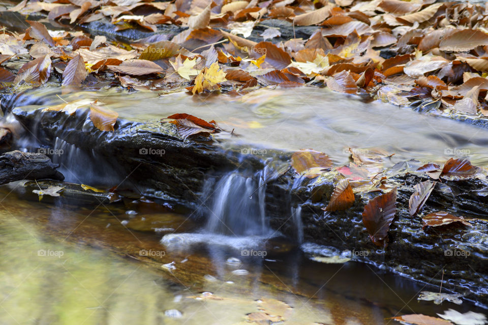 Fall leaves in the creek