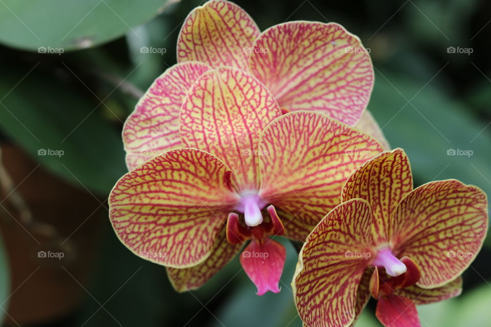Unique orchids