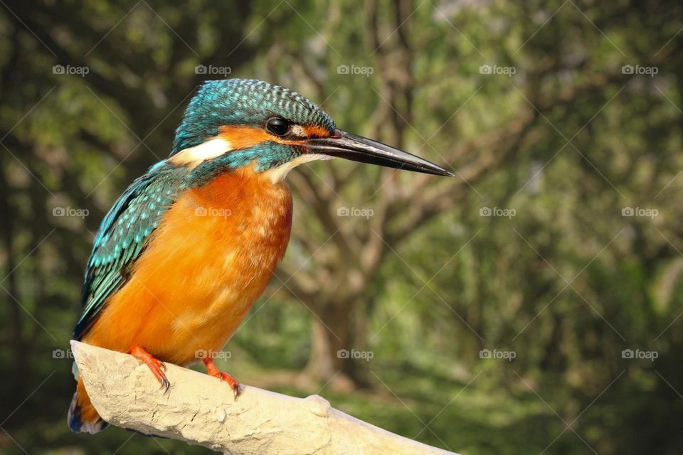 Beautiful and cute bird