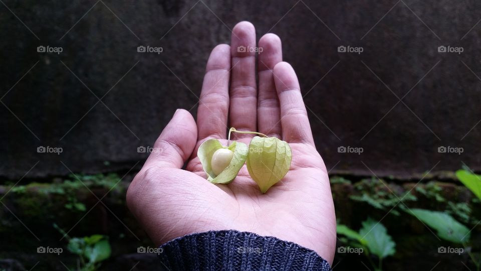 Indonesian ciplukan fruit (morel berry)