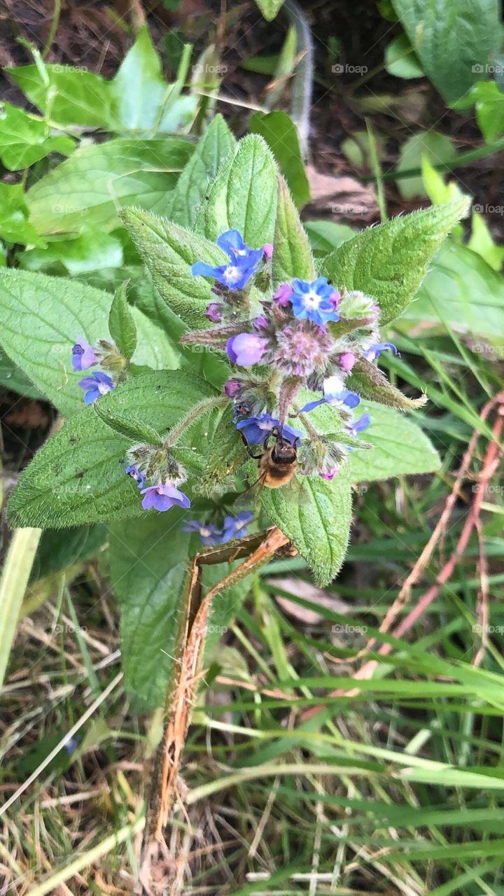 Bee on a flower