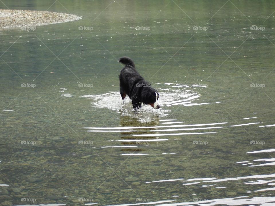 Bernese Mountain dog drink the cold waters of Buntzen Lake creating ripples only seen by the few, outside Vancouver, British Columbia