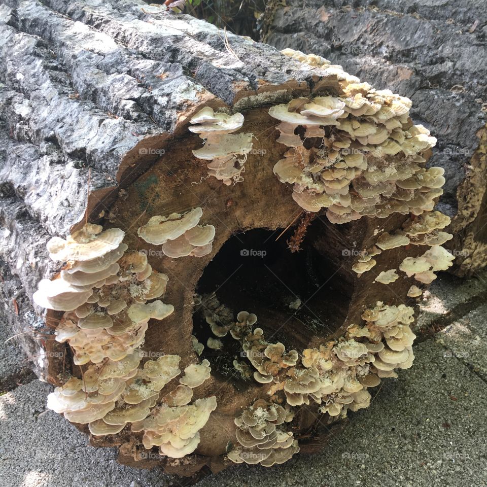 Nature, Fungus, No Person, Mushroom, Closeup