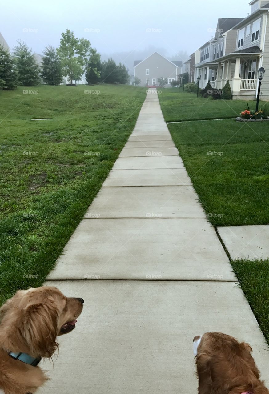 Walking Dogs on a Foggy Morning