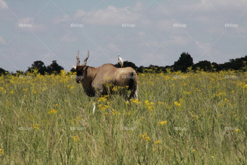 Eland with a friend