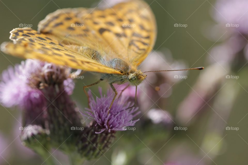 Close-up of butterfly on flower