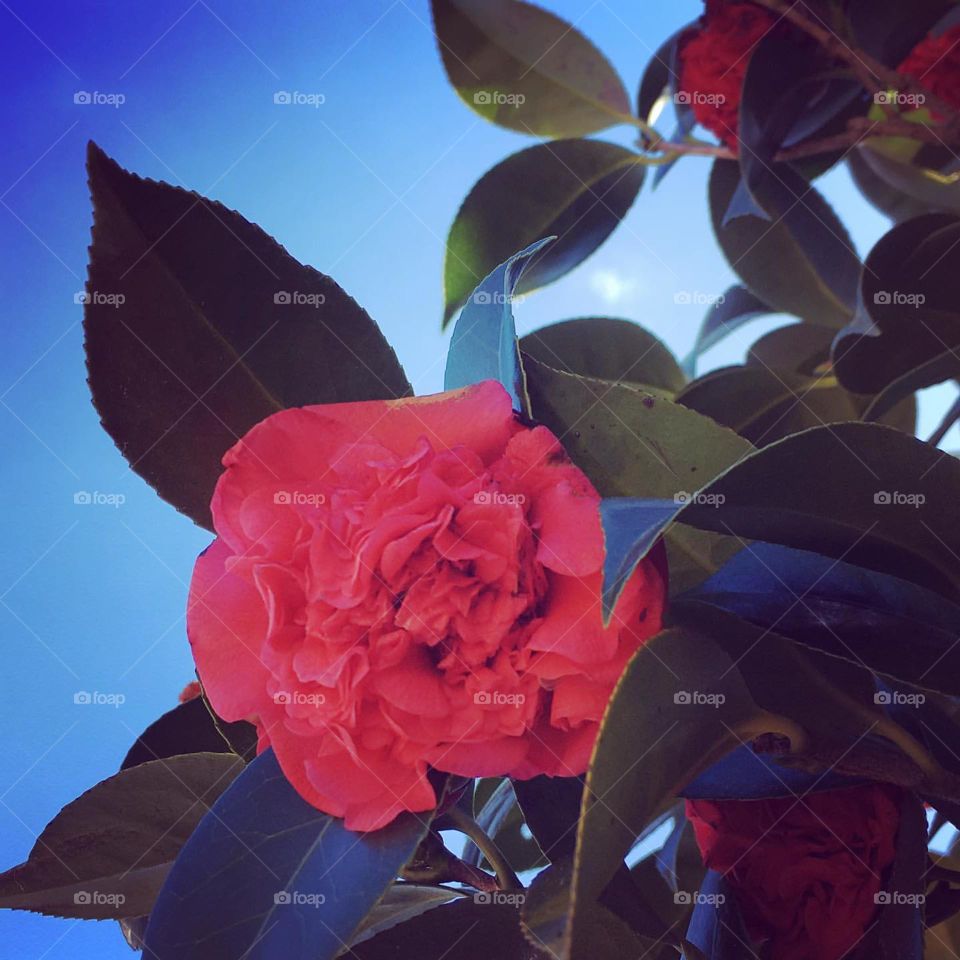 Red Roses growing in the cemetery 