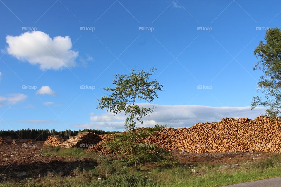 Landscape, No Person, Sky, Nature, Tree