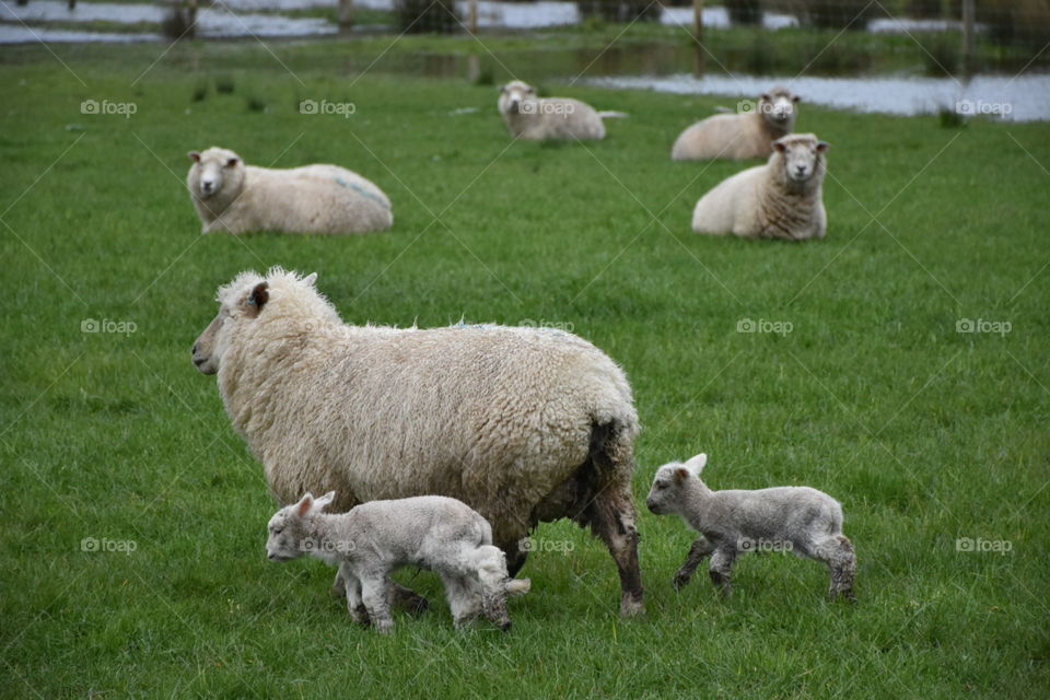 Lambs with mum