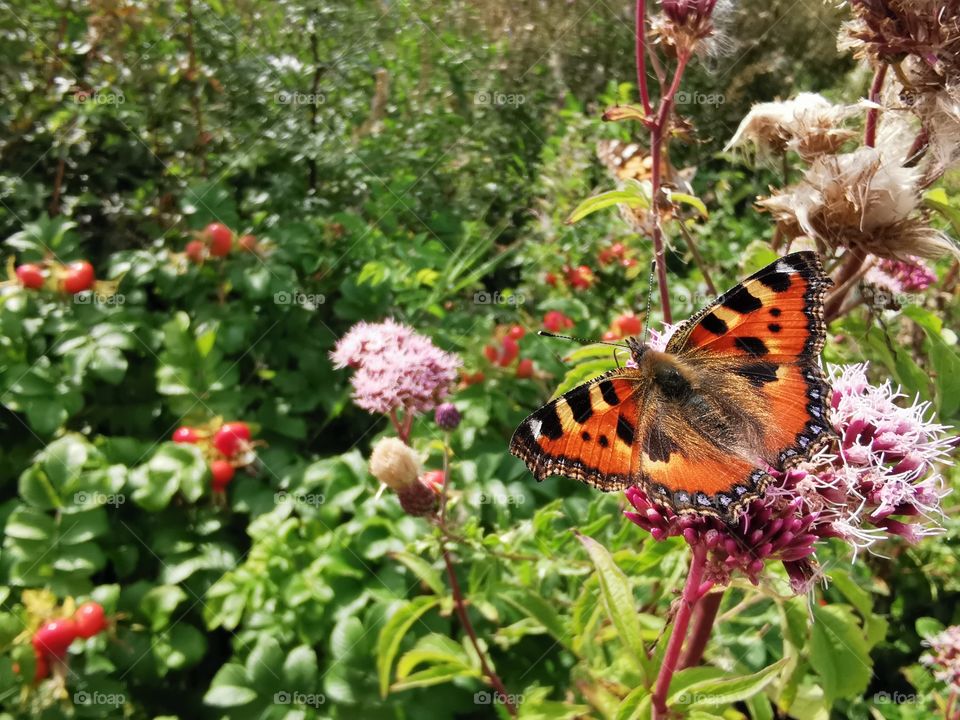 Schmetterling auf Dost Blüte