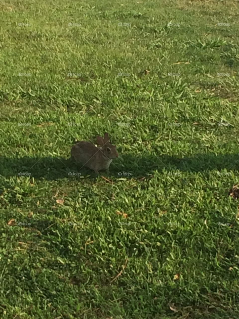 The Rabbit. This is a rabbit that is always around the local YMCA.