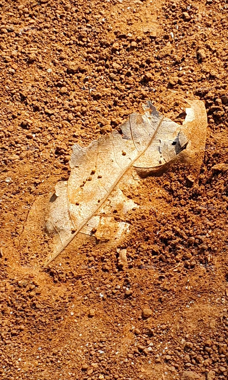 fosil of leaf