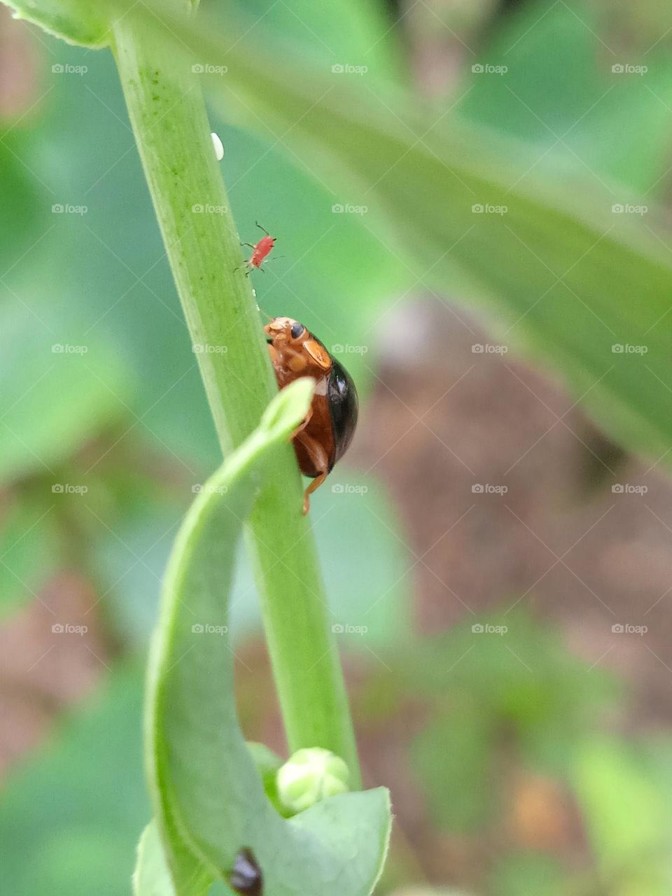 Two insects meet to each other.