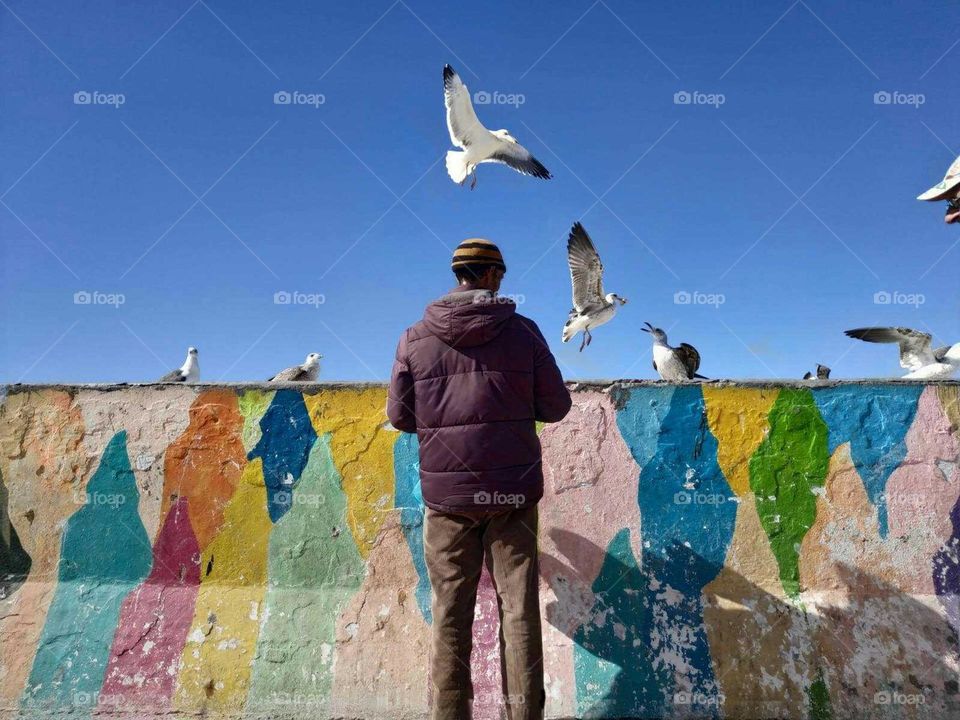 A man feeds Seaguls at essaouira city in Morocco.