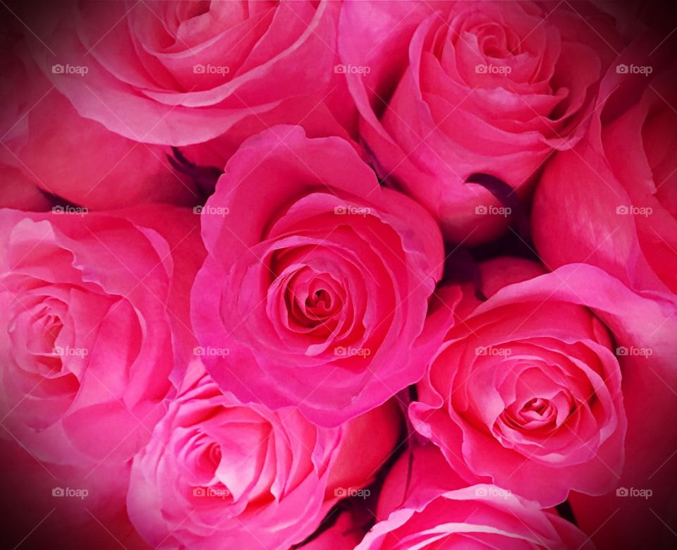 Pink roses 