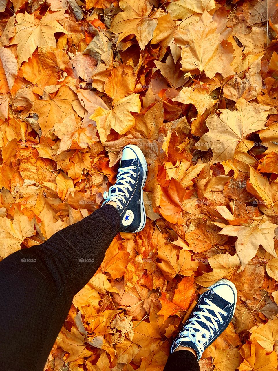 Fall, Leaf, Nature, Gold, Season