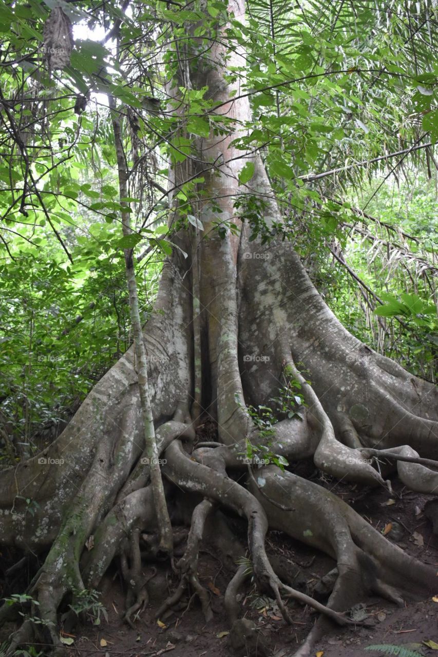 árbol 300 años