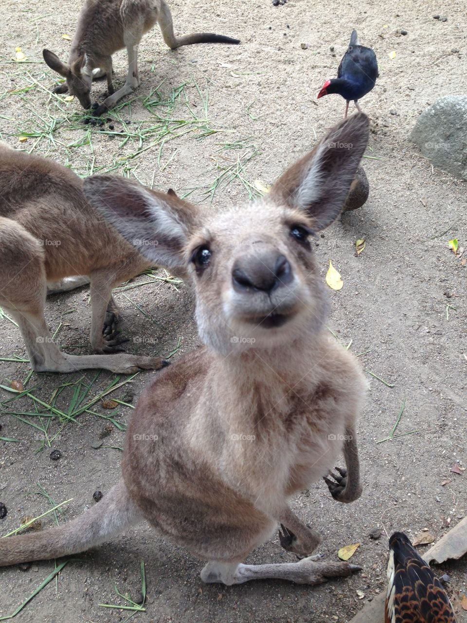 Curious Kangaroo. Taken in Port Douglas, Australia 