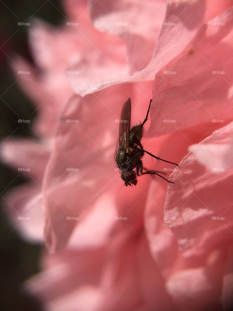 Fly closeup