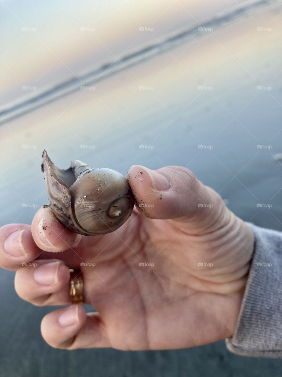 🇺🇸 The crab is inside your house.  Will he go out to sunbathe? Come on, friend. / 🇧🇷 O caranguejo está aí dentro da sua casa. Será que ele vai sair para tomar sol? Pode vir, amigo. 