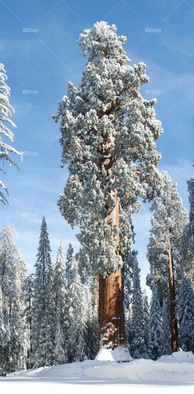 Sequoia. Winter 