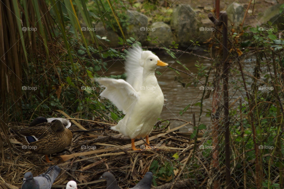 White duck