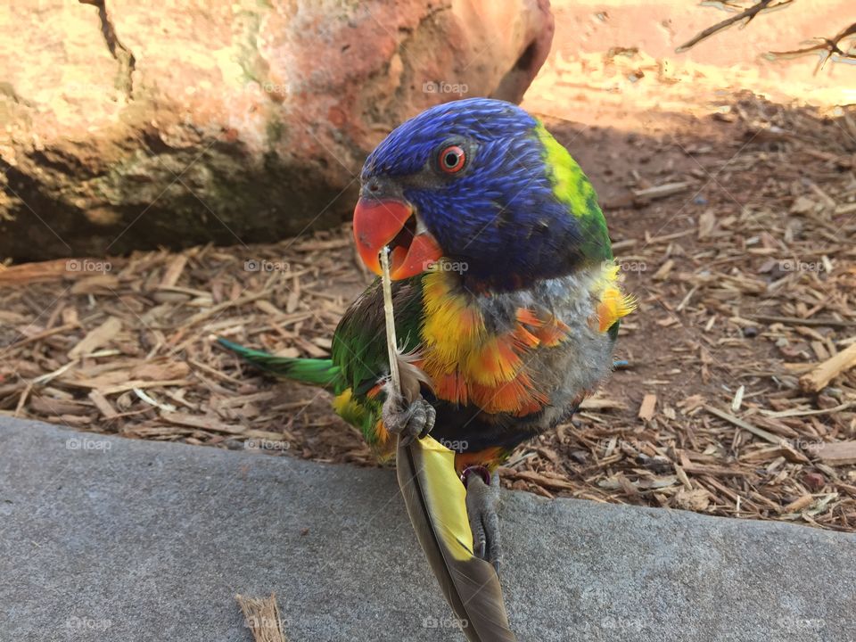Lorikeet with Feather 3