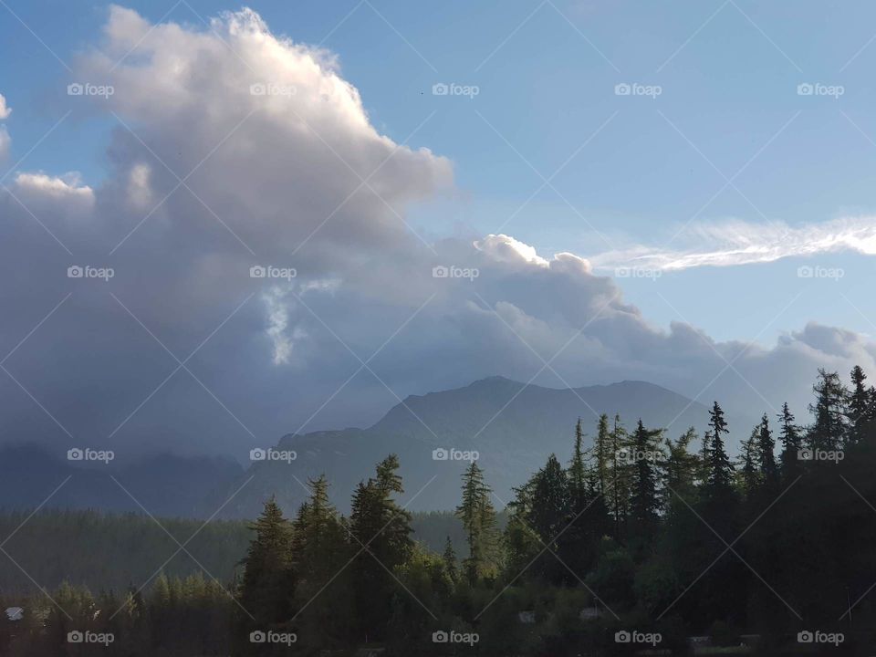 pine forest in the tatra mountain vicinity.