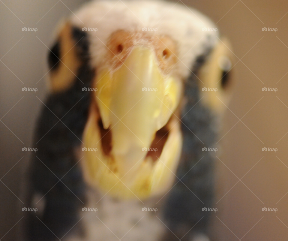 parrot pet bird pionus by lightanddrawing