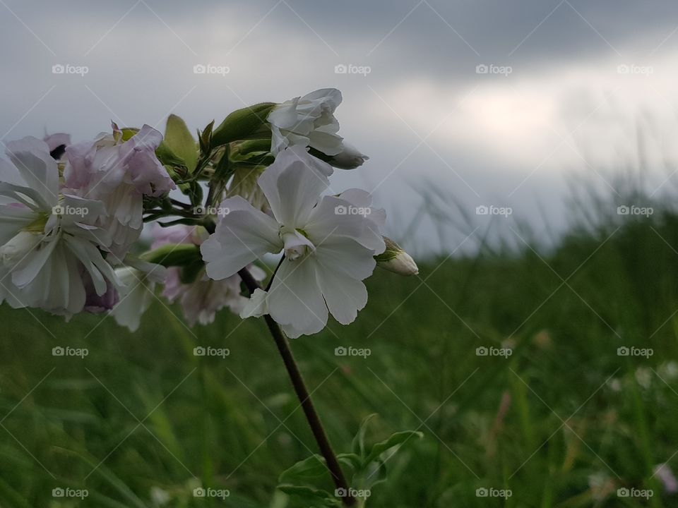 Field Flowers