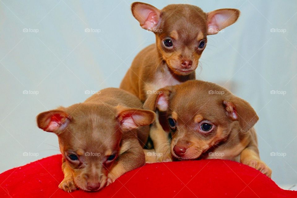 Triplet puppies