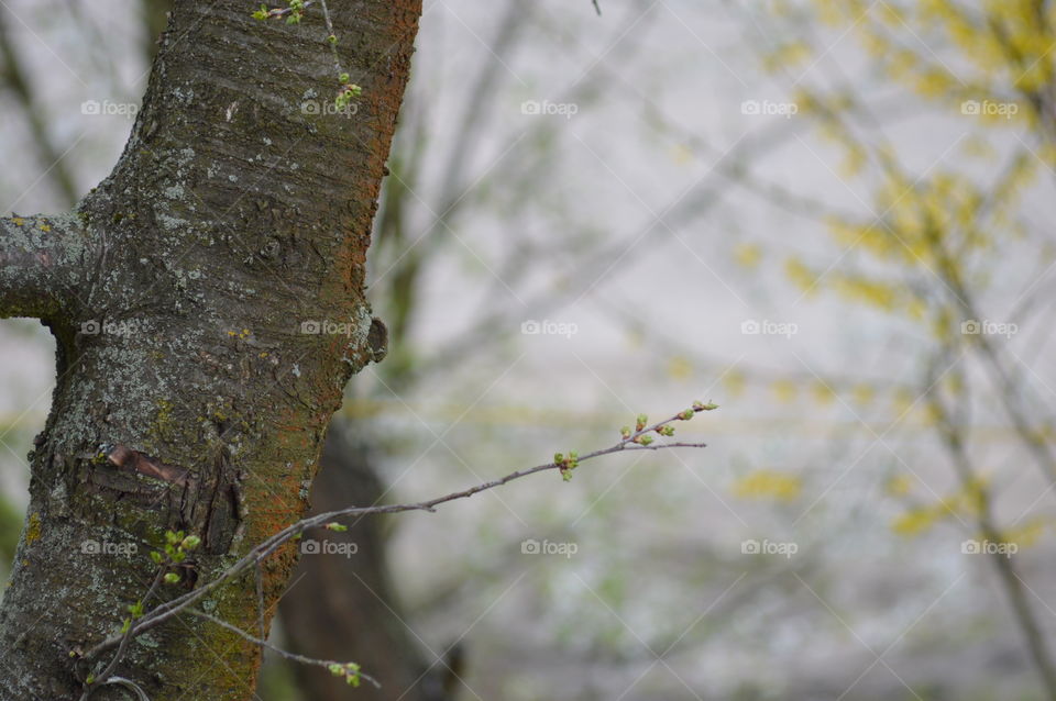 behind the tree