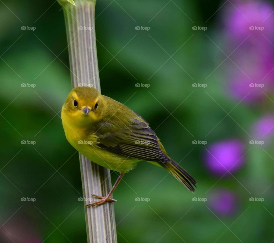 Bird, No Person, Wildlife, Nature, Outdoors