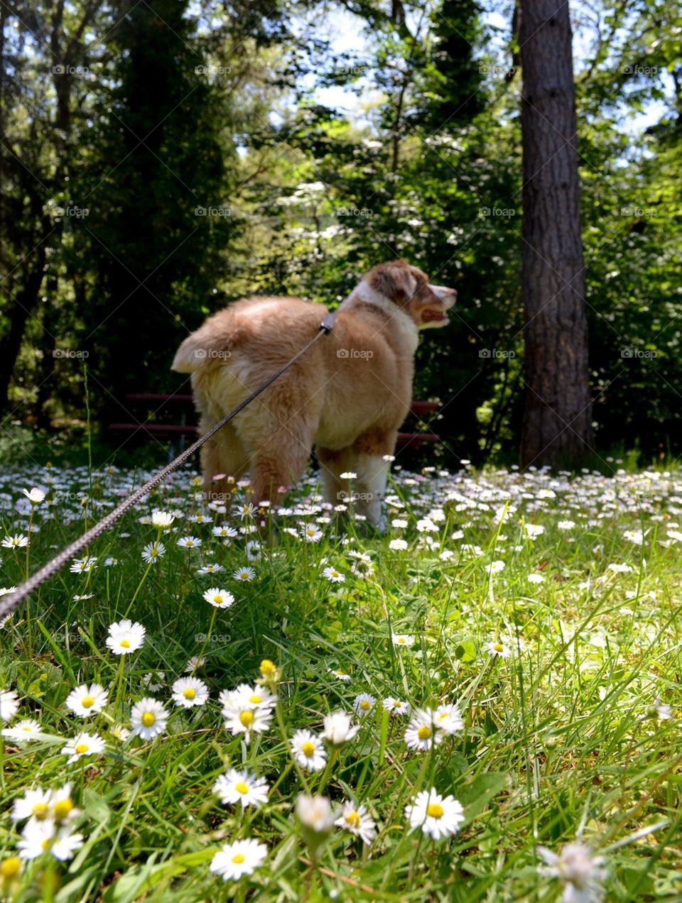 Day Dreamin' with Ginger 