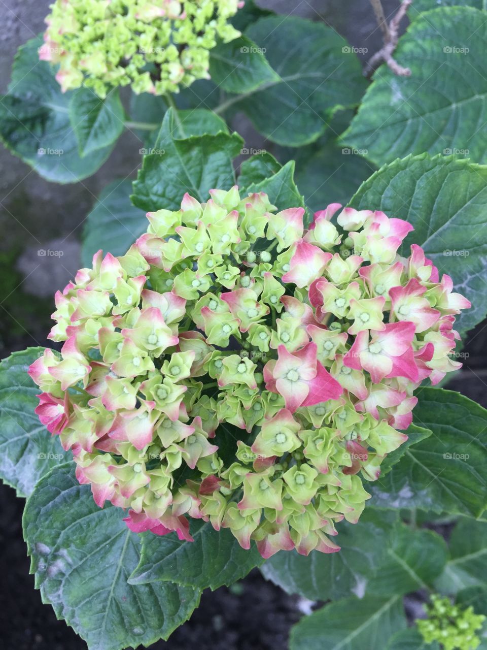 nepalese flower.