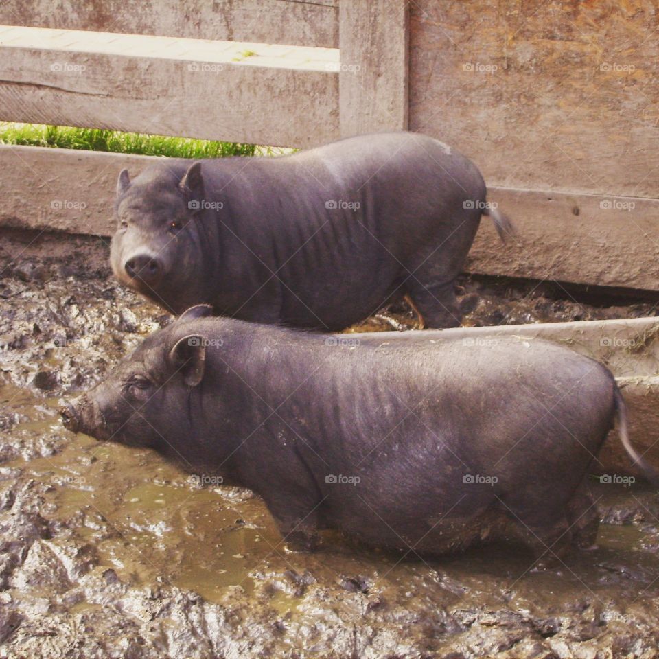 piglet mud-bath