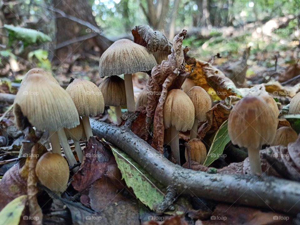 Mystical Mushrooms: A Fungi Adventure